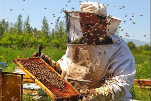 آموزش زنبورداری